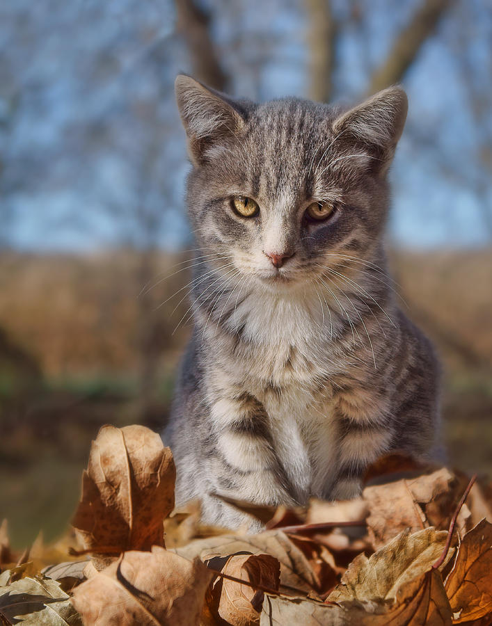 Autumn Farm Cat - 2 Photograph by Nikolyn McDonald