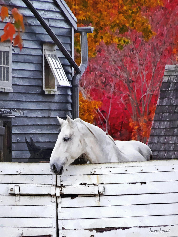Horse Photograph - Autumn Farm With White Horse by Susan Savad