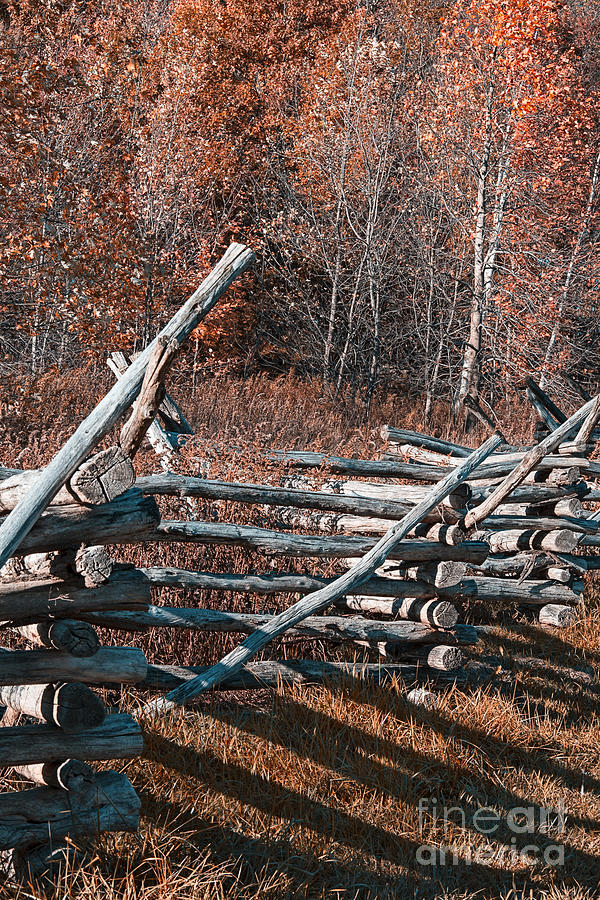 Autumn Fence Photograph by Douglas Barnard