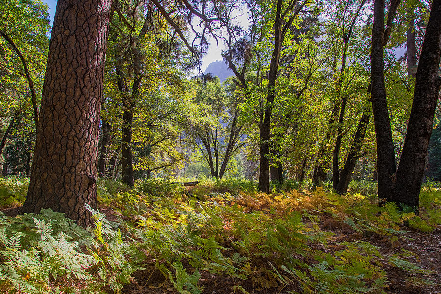 Autumn Ferns in Yosemite Valley Photograph by Lynn Bauer