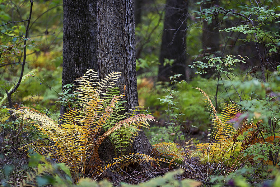 Autumn Ferns Photograph by Mark McKinney