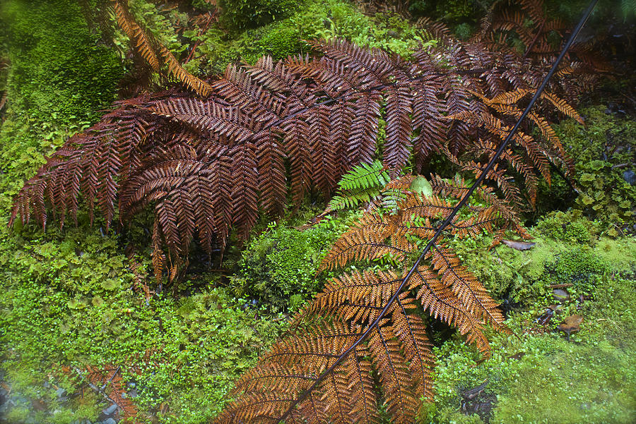 Autumn Temperate Rainforest Ferns of New Zealand Photograph by Venetia Featherstone-Witty