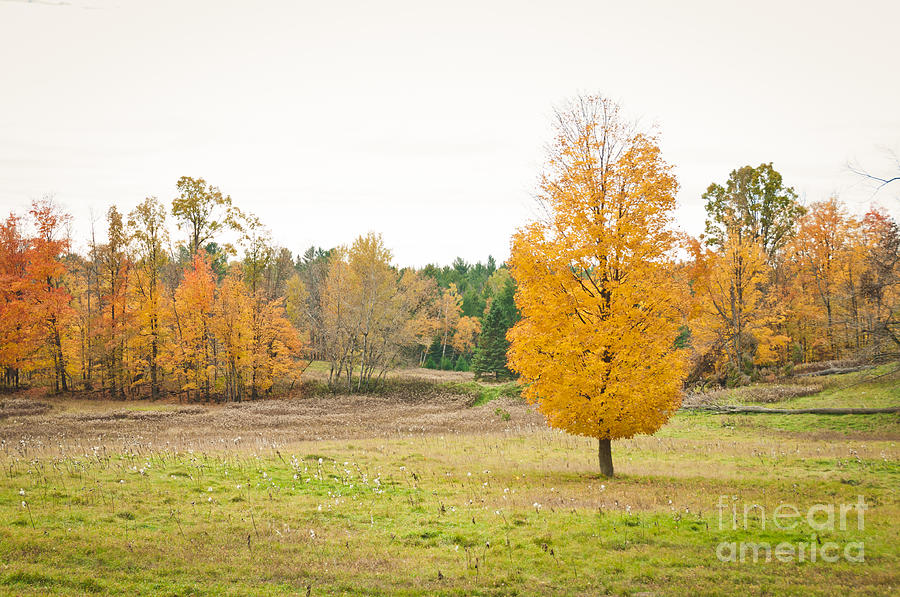 Autumn field Photograph by Cheryl Baxter