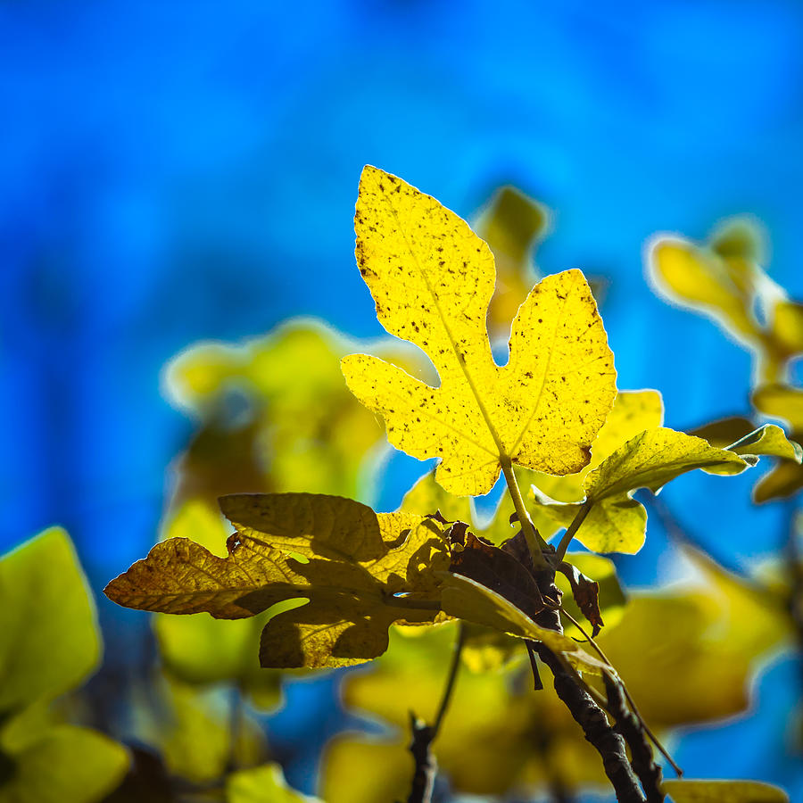 Autumn Fig Leaf Photograph by Melinda Ledsome