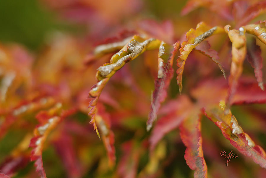 Autumn Fingers Photograph by Arthur Fix