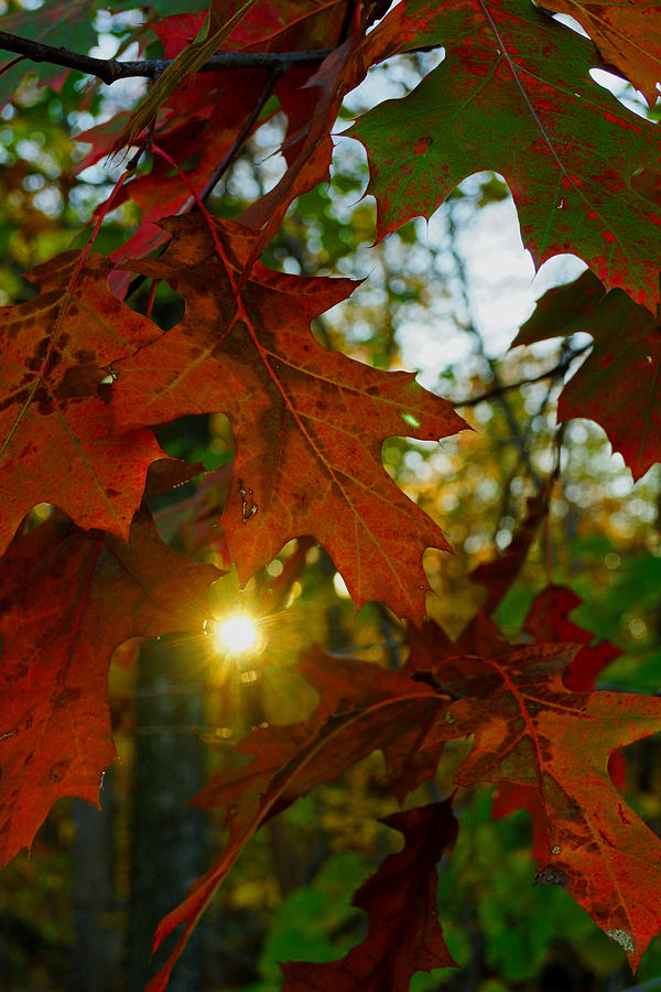 Fall Photograph - Autumn Flare by Jann Kline