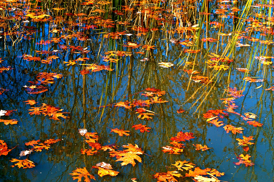 Autumn  Floating Photograph by Peggy Franz
