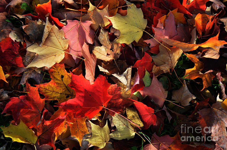 Autumn Floor Photograph by Elaine Manley
