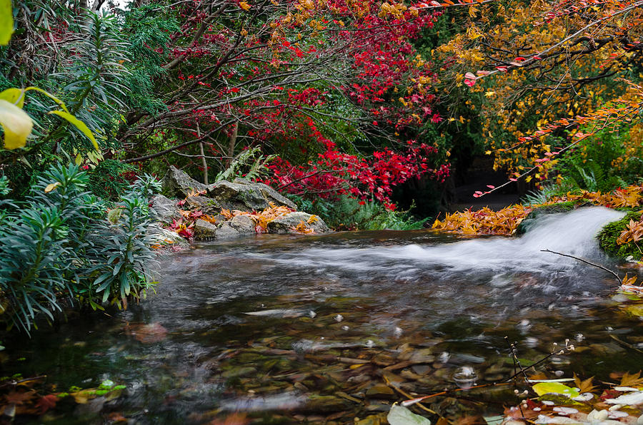 Autumn flow Photograph by Martina Fagan