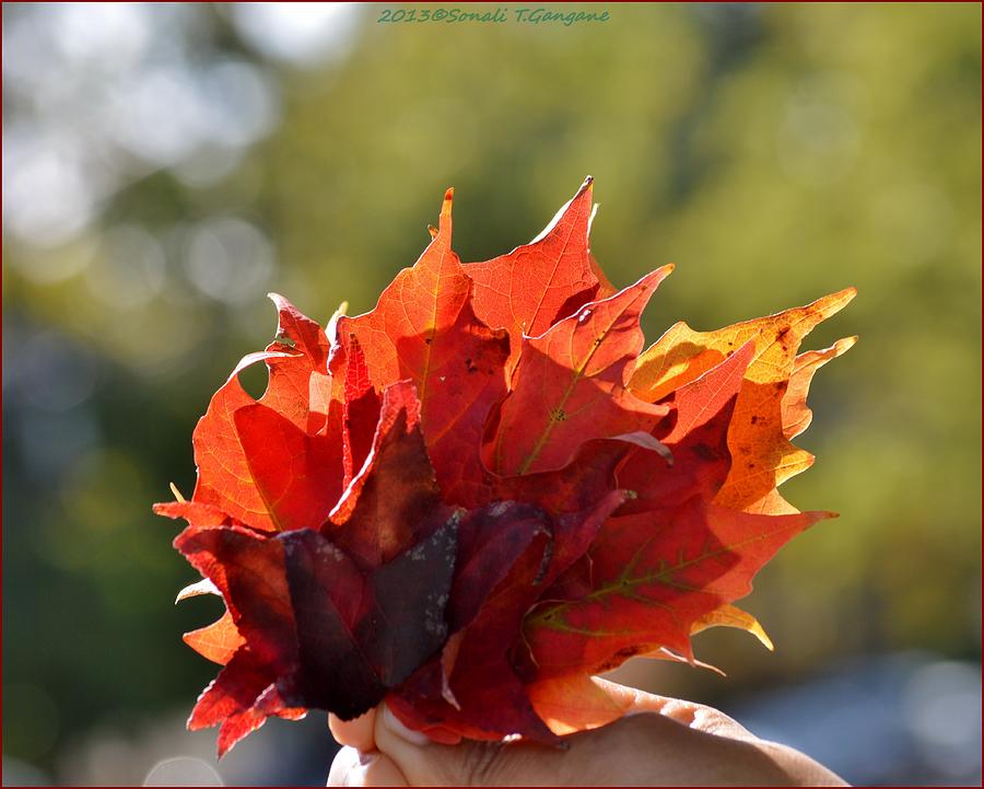 Autumn Flower Photograph by Sonali Gangane