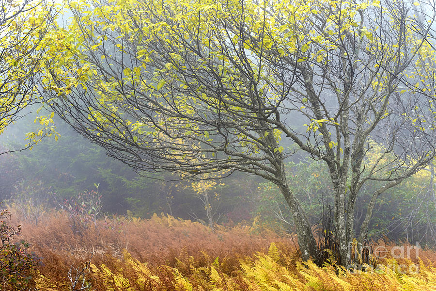 Fall Photograph - Autumn Fog Dolly Sods by Thomas R Fletcher