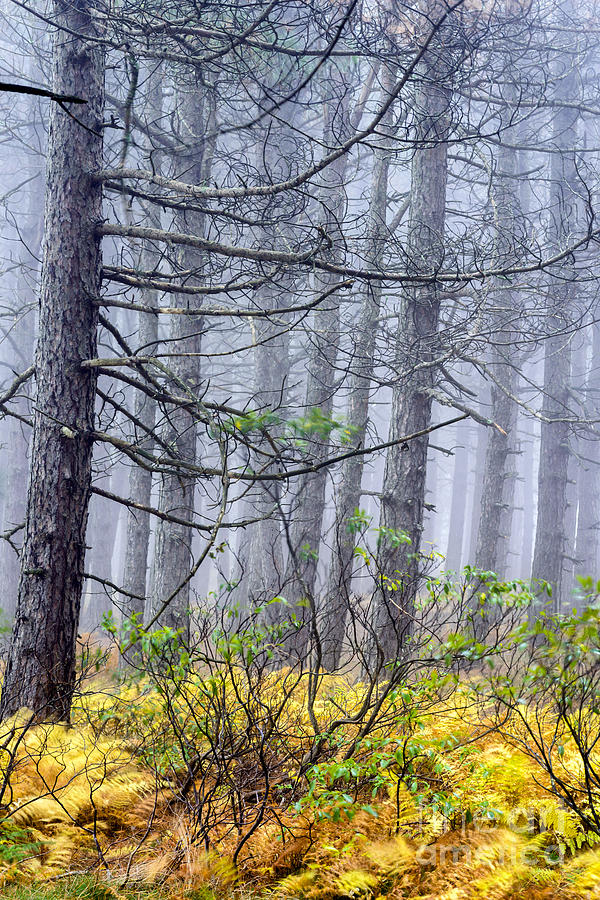 Fall Photograph - Autumn Fog Dolly Sods Wilderness by Thomas R Fletcher