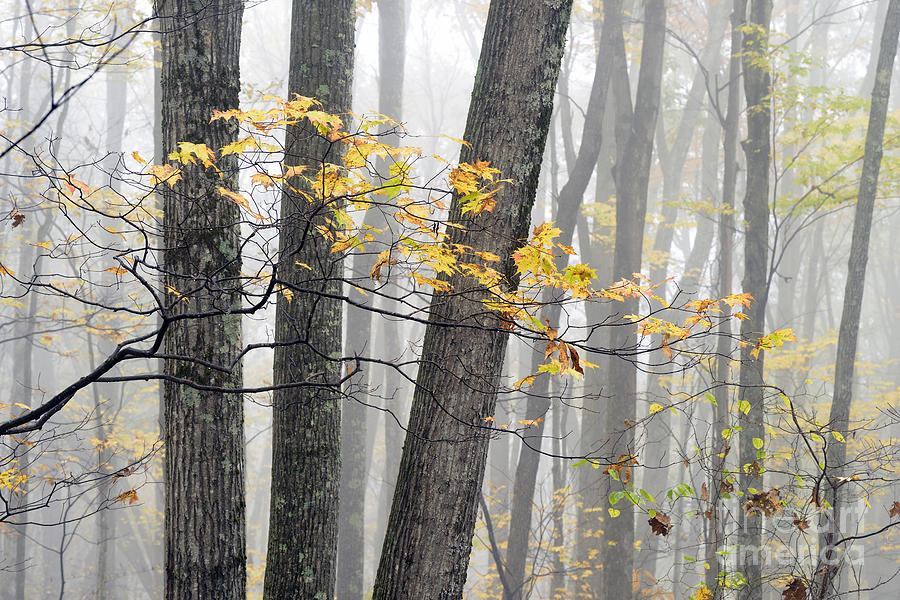 Autumn Fog Forest Photograph