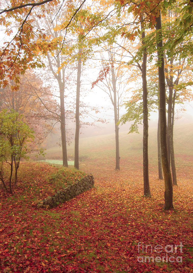 Autumn Fog Photograph by Marie Fortin
