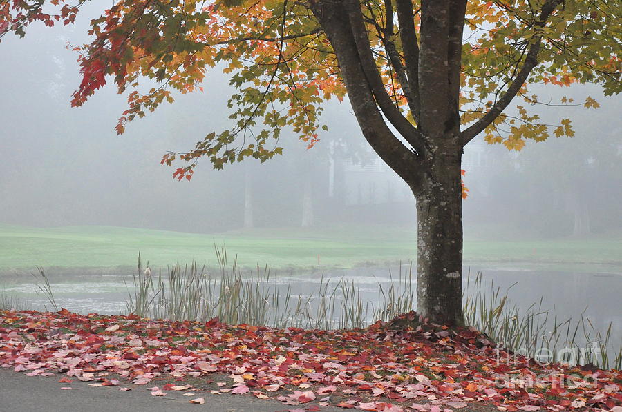 Autumn Fog Photograph by Tatyana Searcy