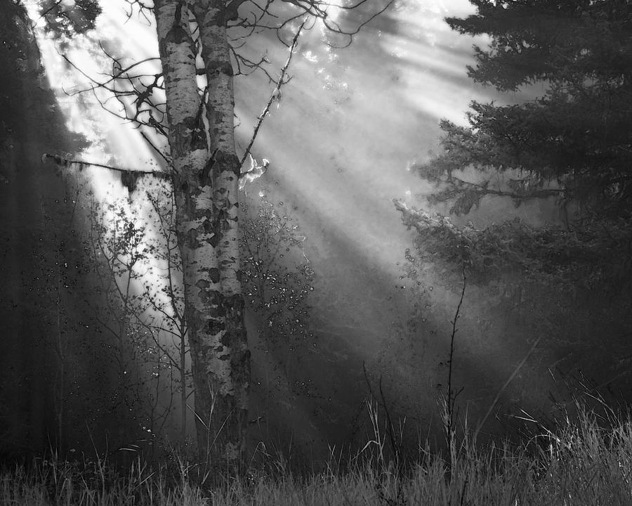 Autumn Fog With Sun Rays Bw Photograph by Theresa Tahara
