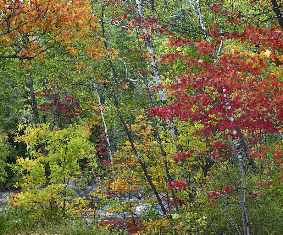 Autumn Foliage Photograph - Autumn Foliage Chippewa River Ontario by Tim Fitzharris