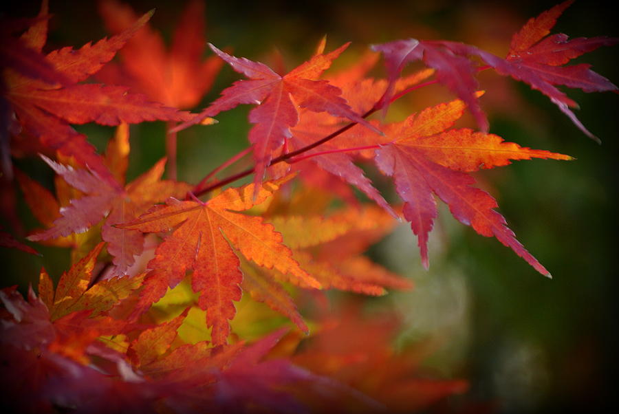 Autumn Foliage Japanese Maple Photograph by Nathan Abbott