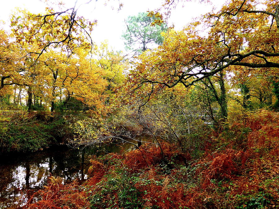 Tree Photograph - Autumn Foliage by Bishopston Fine Art