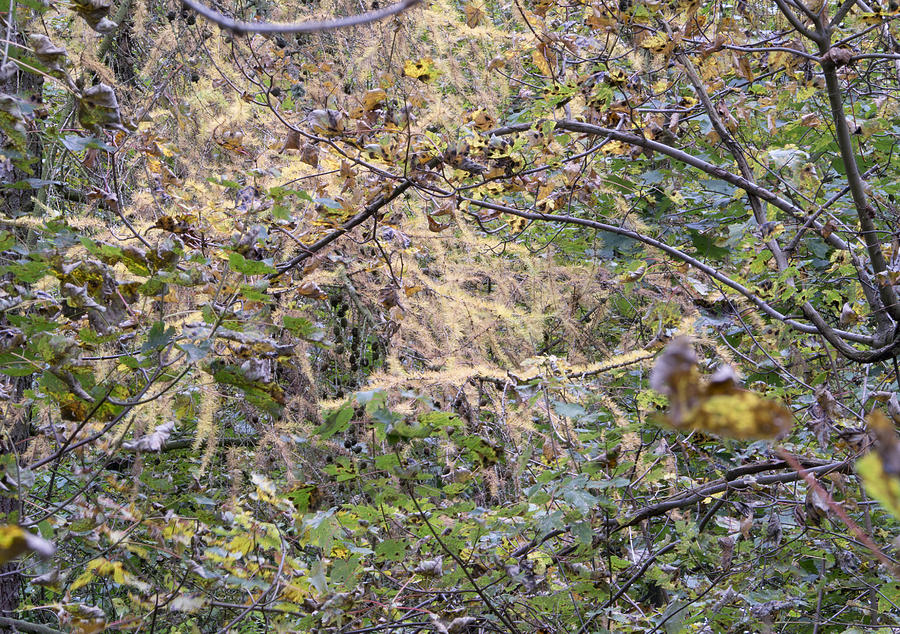 Autumn foliage Linacre Photograph by Jerry Daniel