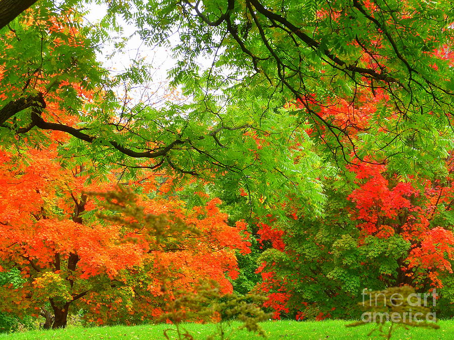 Autumn Foliage Photograph by Lingfai Leung