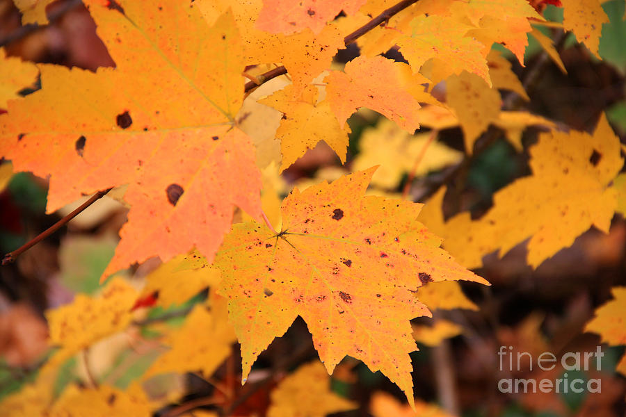 Fall Color Photograph - Autumn foliage by Mike Mooney Fall Color Photograph - Autumn foliage by Mike Mooney