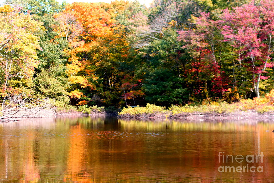 Autumn Foliage Over A Pond Photograph by Spirit Baker | Fine Art America