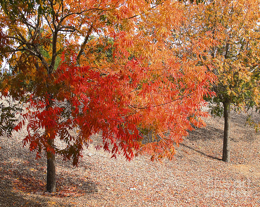 Autumn Foliage Photograph by Richard J Thompson 