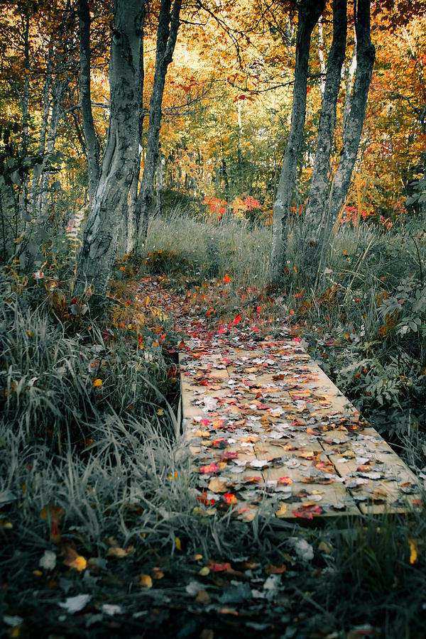 Autumn Footbridge Photograph by Brian Caldwell