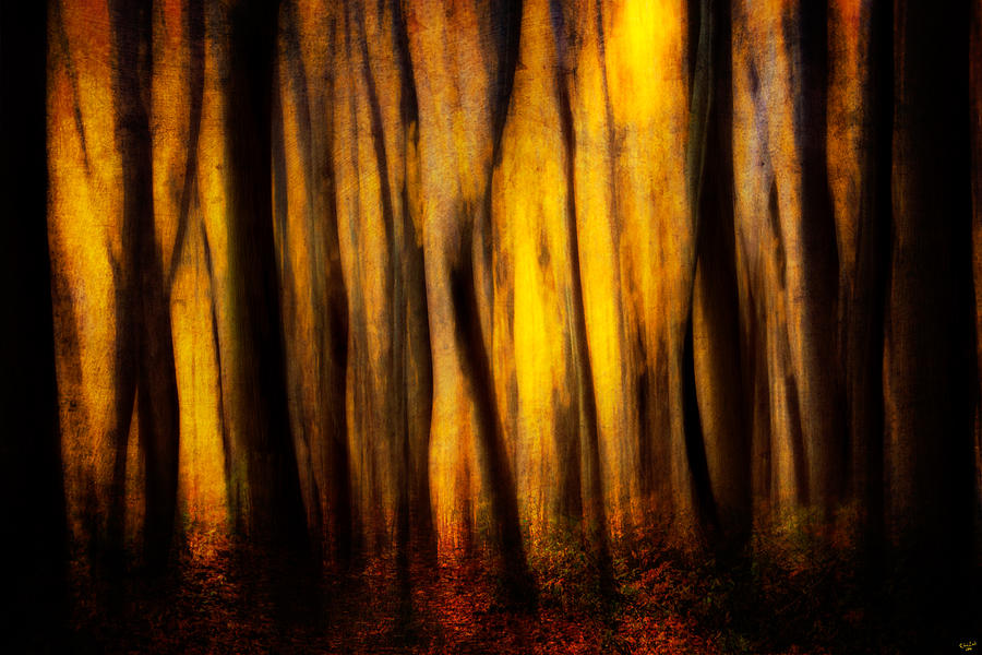 Autumn Forest Abstract Photograph by Chris Lord