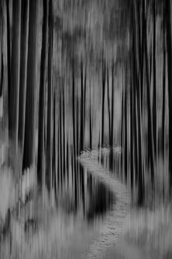Autumn Forest Abstract Version 2 Photograph by Thomas Young