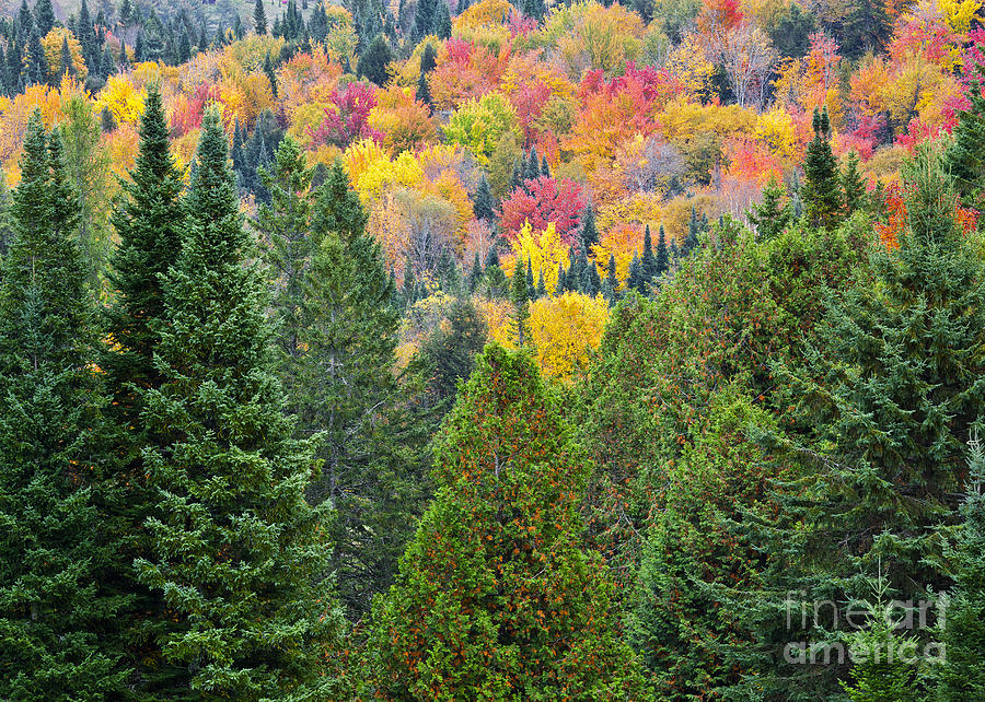Autumn Forest Photograph by Alan L Graham