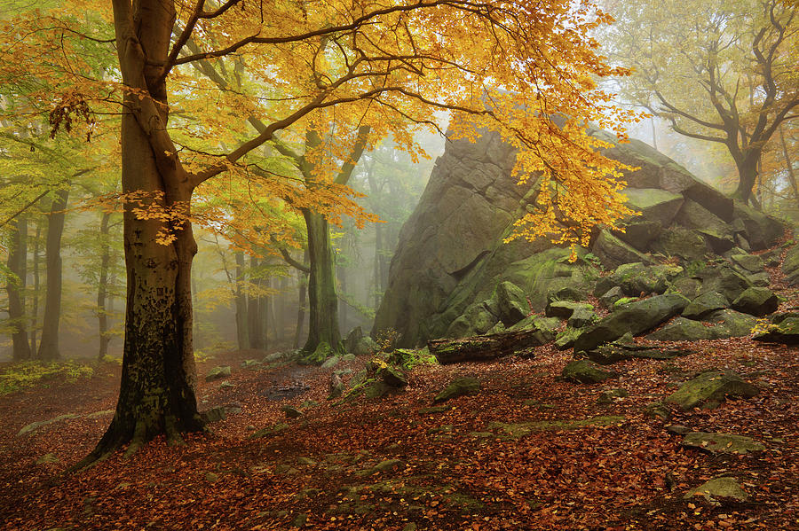 Autumn Forest Photograph by Daniel ?e?icha