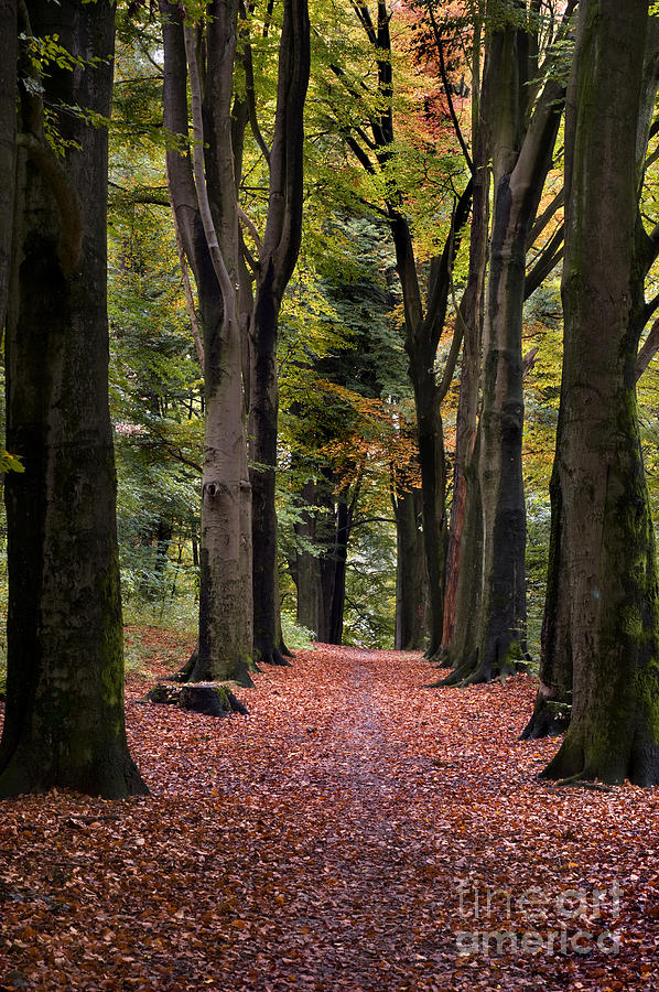 Autumn Forest Photograph by David Lichtneker