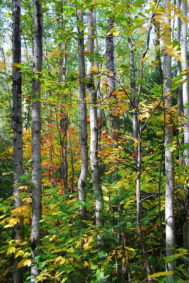 Autumn Forest Detail Photograph by Cascade Colors