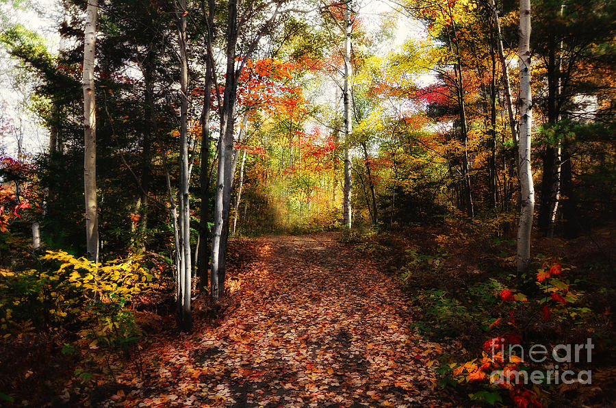 Autumn Forest in Canada Photograph by Elaine Manley