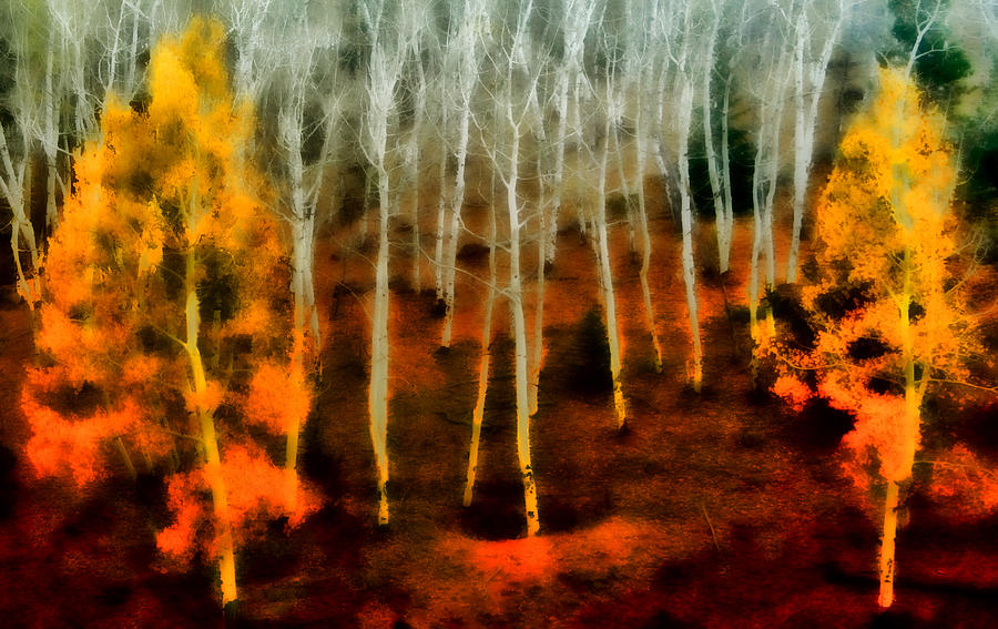 Autumn Forest Photograph by Ellen Heaverlo