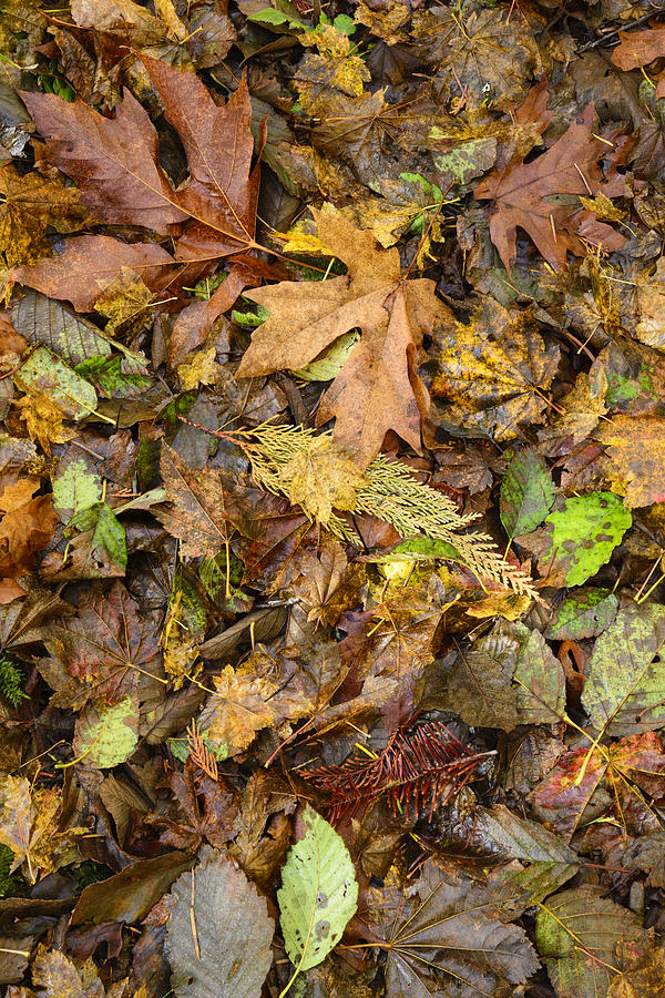 Autumn Forest Floor 1 Photograph By Greg Vaughn