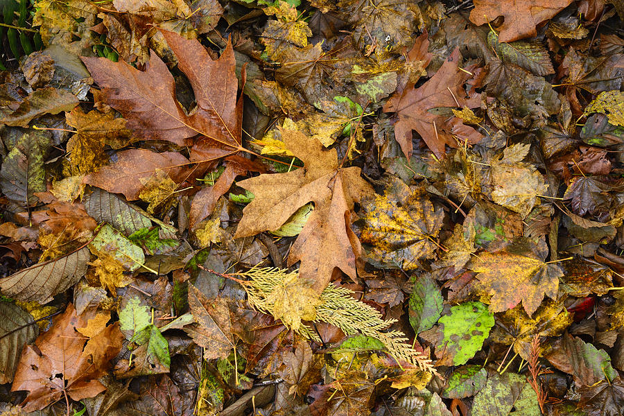 Autumn Forest Floor 2 Photograph By Greg Vaughn