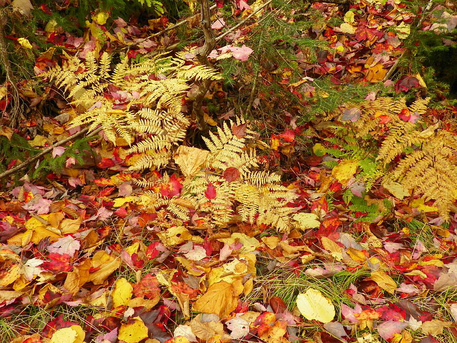 Autumn Forest Floor Photograph By Gene Cyr