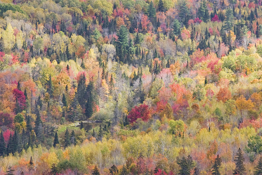 Autumn Forest Landscape In Mount Blue State Park Weld Maine Photograph by Keith Webber Jr