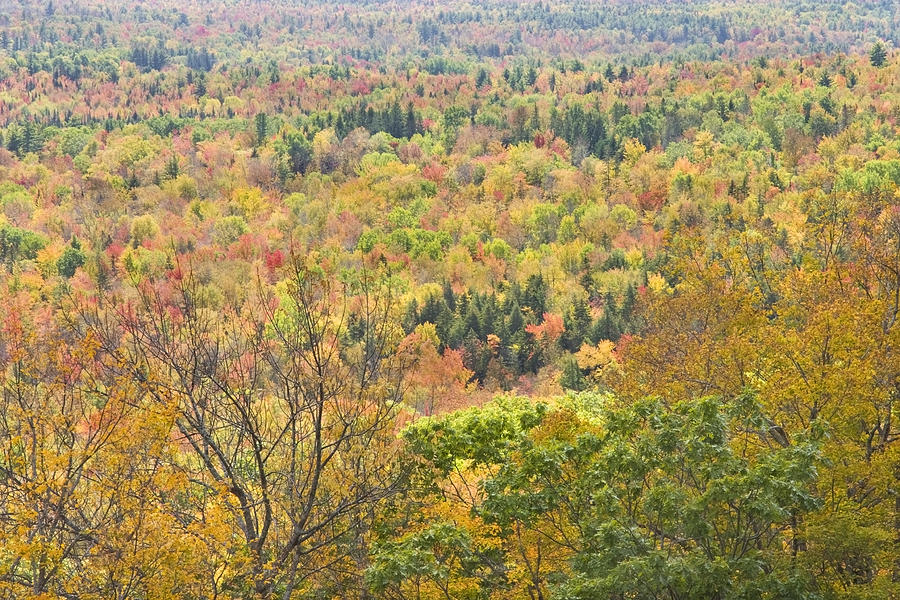 Autumn Forest Mount Blue State Park Weld Maine Photograph by Keith Webber Jr