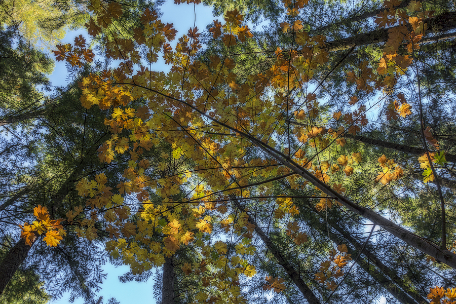 Autumn Forest One Photograph by Loree Johnson