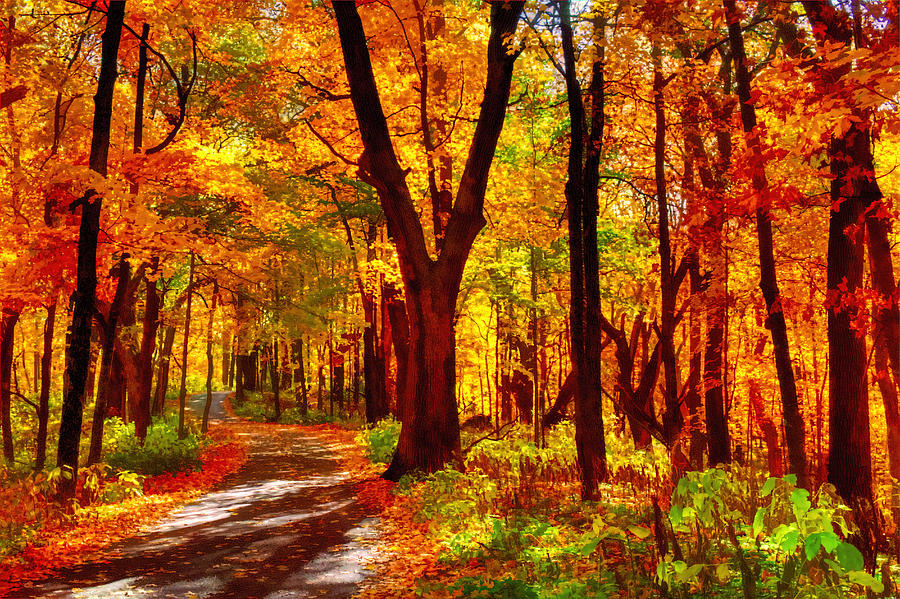 [Hình: autumn-forest-path-roger-passman.jpg]