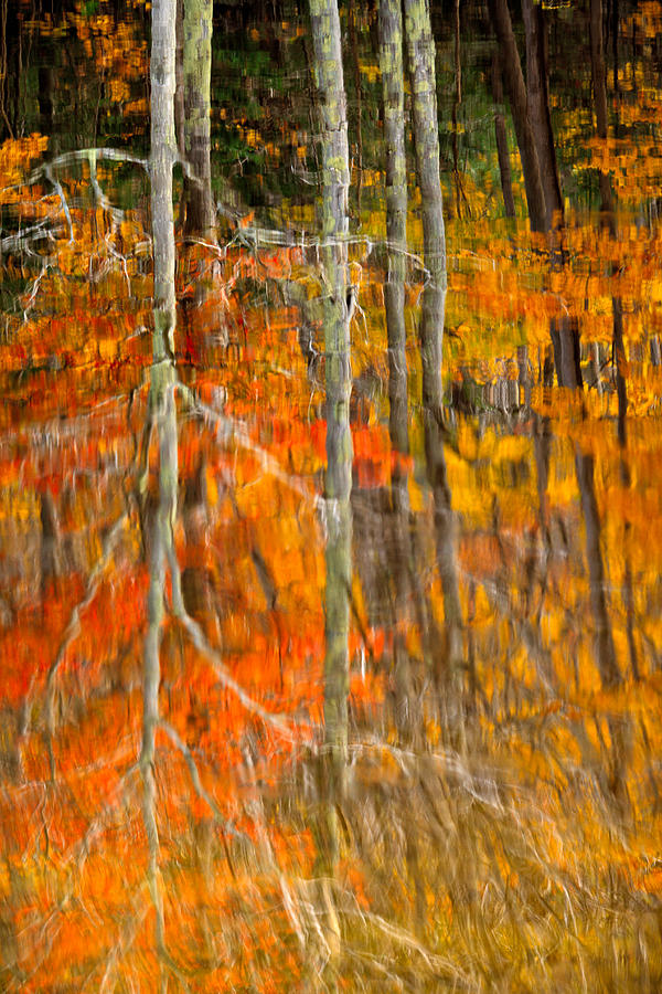 Autumn Forest Reflection Photograph by Jeff Sinon