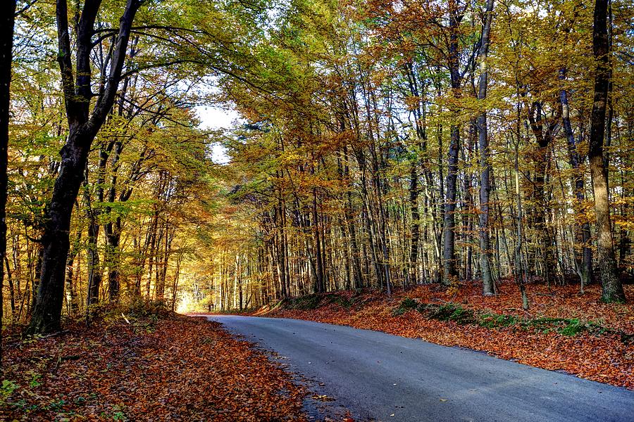 Autumn forest road Photograph by Ivan Slosar