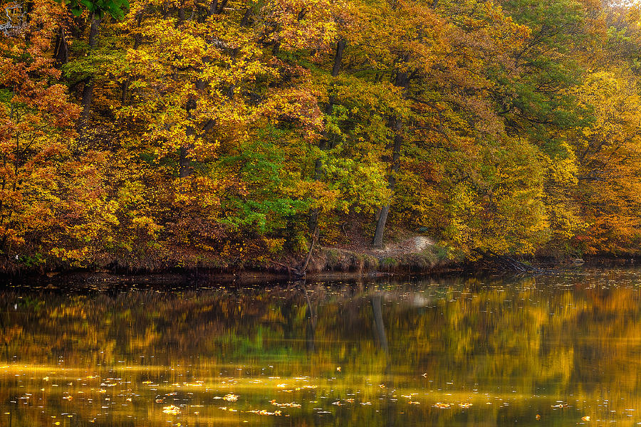 Autumn forest scene Photograph by Adrian Stvorecz - Fine Art America