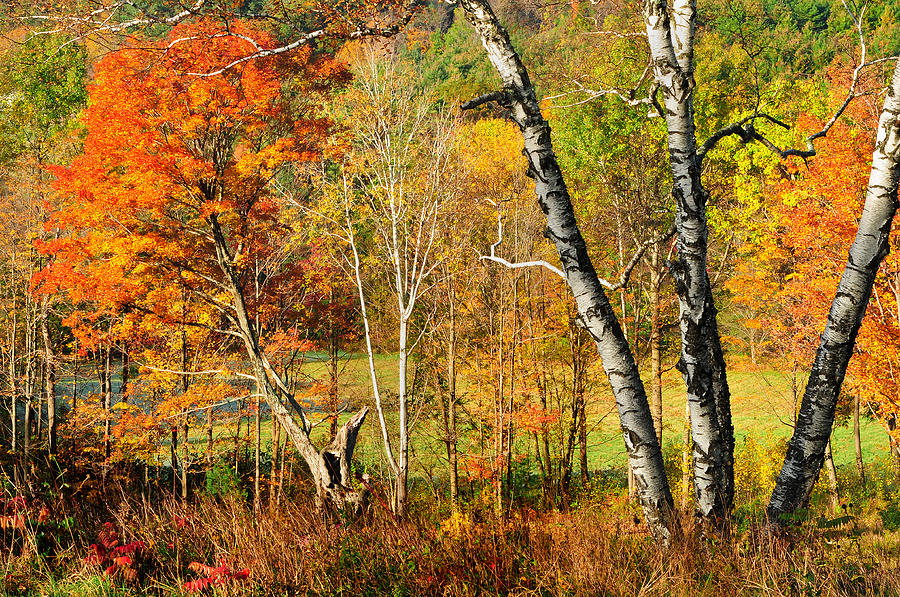 Autumn Forest Scene - Litchfield Hills Photograph by Thomas Schoeller