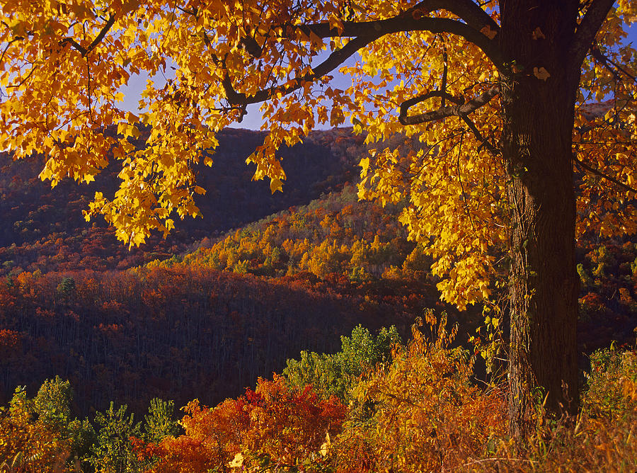 Autumn Forest Shenandoah NP Photograph by Tim Fitzharris