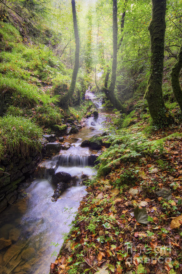 Autumn Forest Stream Photograph by Ian Mitchell